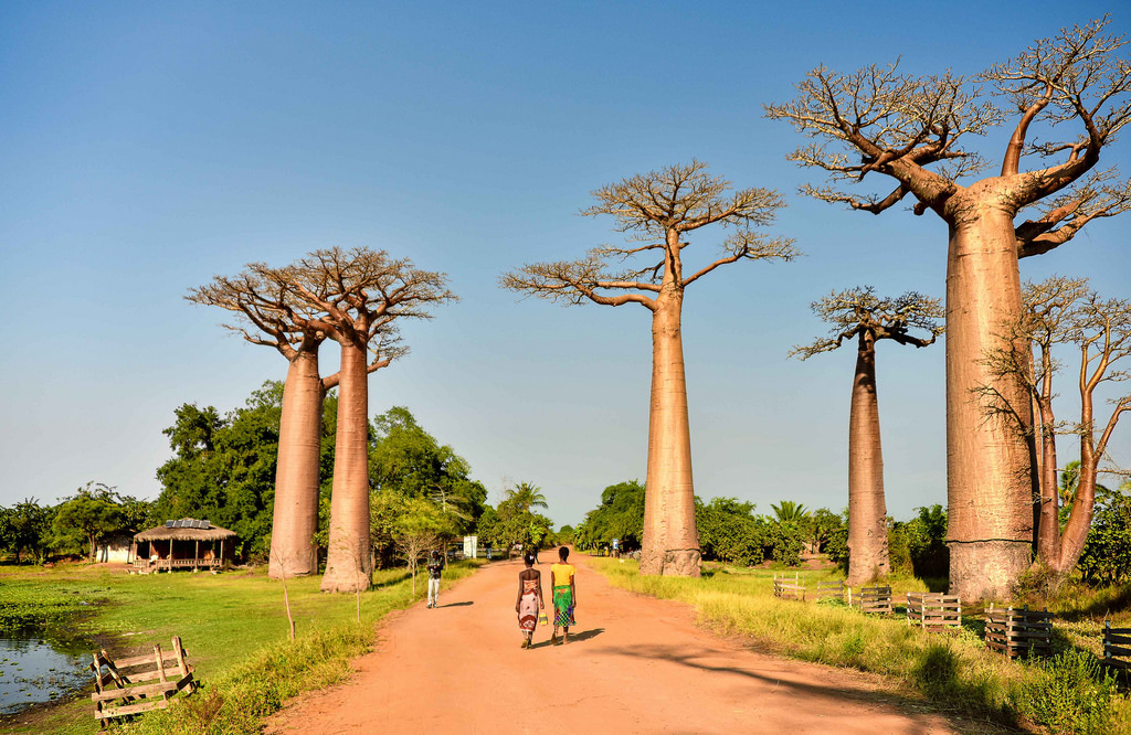viaggio in Africa Madagascar foto baobab