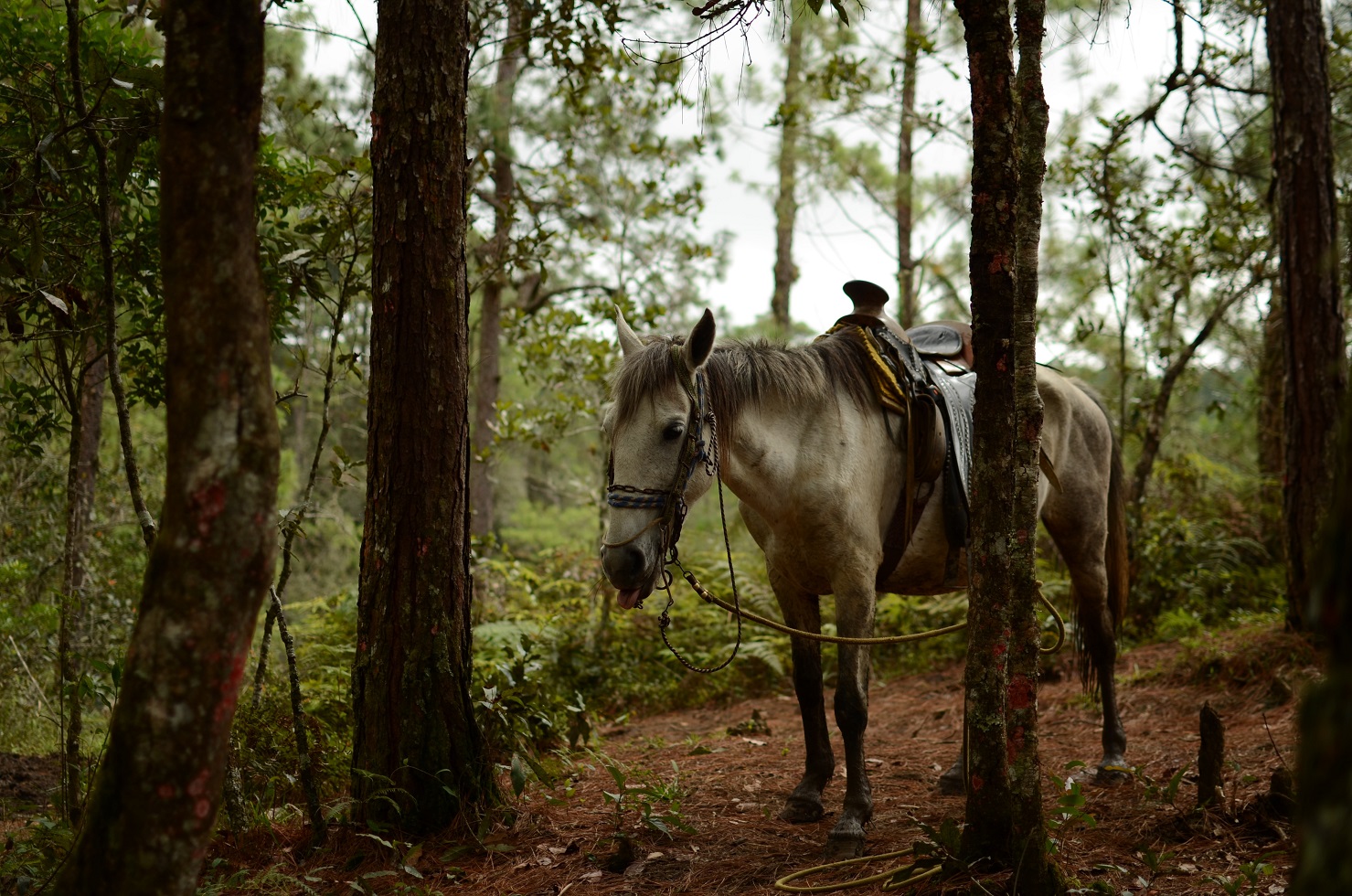 tour con itinerario su misura in Costa Rica con escursione a cavallo presso anelale najera