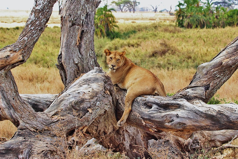 safari nel parco lake manyara tra leoni e arboricoli tanzania