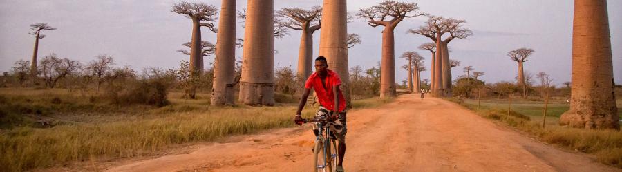 visitare il madagascar viale dei baobab