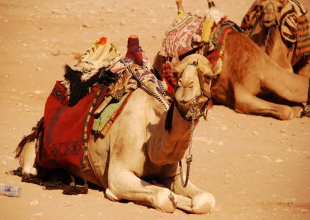 tour organizzato in Giordania foto a cammello nel deserto wadi rum