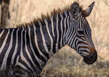 Osservazione di zebre durante un tour organizzato in tanzania