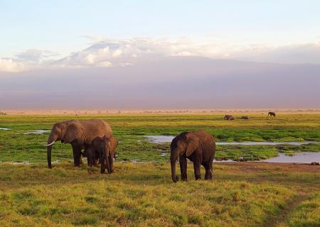 jeep safari in tanzania con avvistamento elefanti