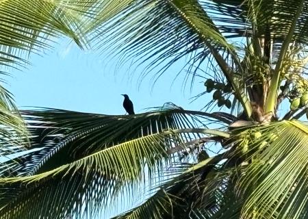 Avvistamento di un raro uccello all'interno del Parco Nazionale Corcovado durante vacanza personalizzata in Costa Rica