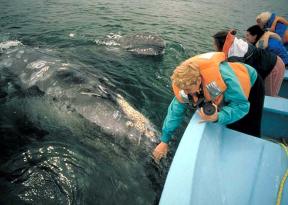 avvistamento balene grigie in baja california foto di shane keena