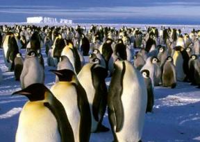 Viaggio in Antartide per vedere i pinguini