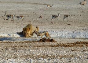 viaggio su misura in namibia con safari e avvistamento leoni al parco etosha per una vacanza che include escursioni tra le dune del deserto in 4x4, il mare della skeleton coast e avventure self-drive
