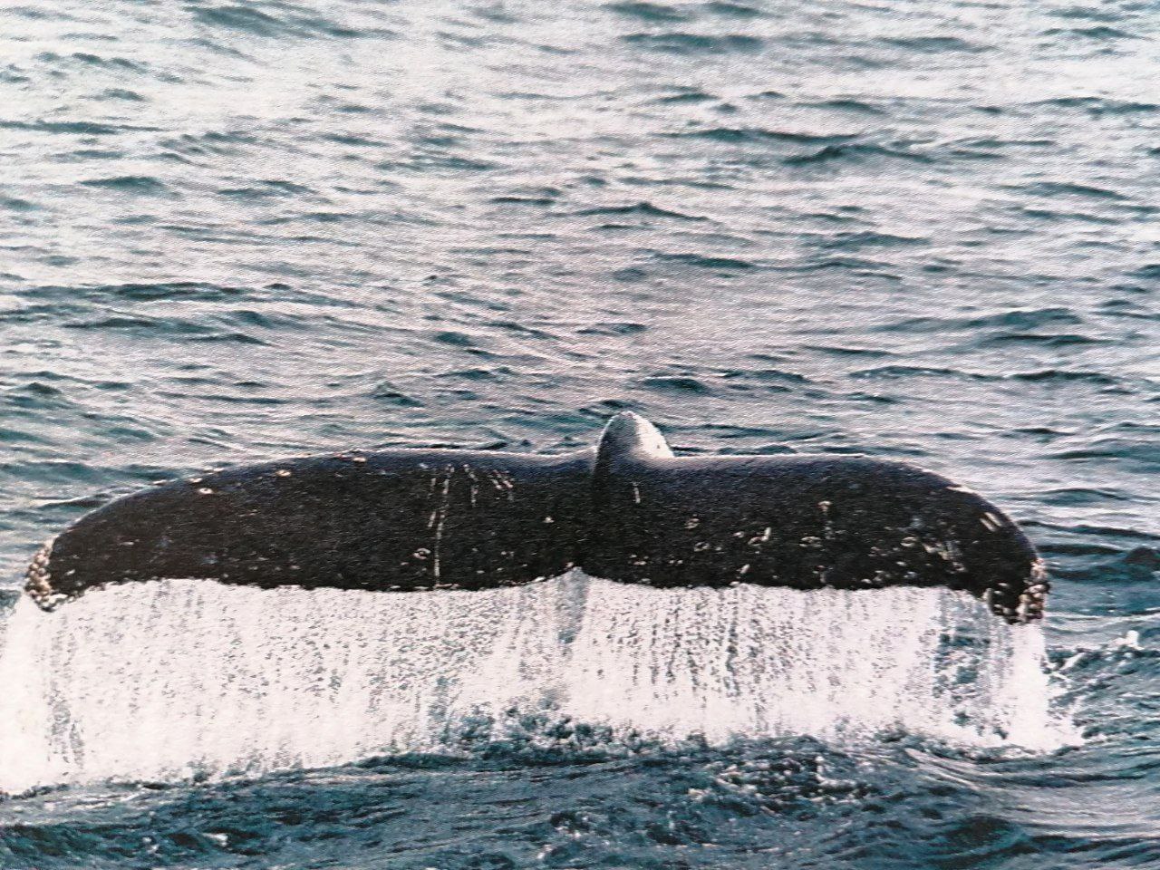 avvistamento-balena-durante-navigazione-in-antartide