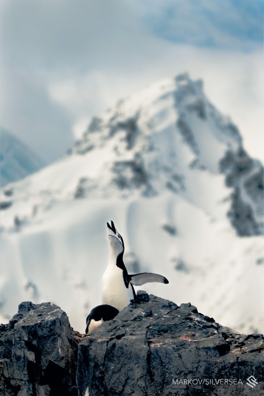 avvistamento-pinguini-durante-navigazione-silversea-antartide-photo-by-markov