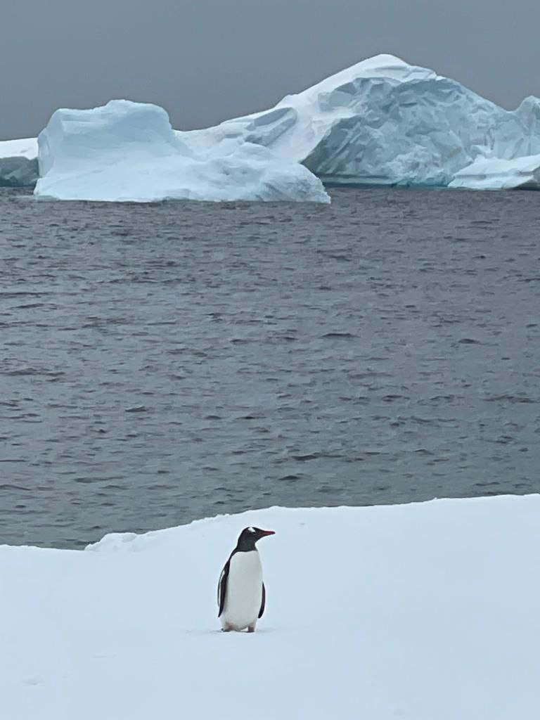 avvistamento-pinguini-prima-uscita-zodiak-durante-crociera-in-antartide