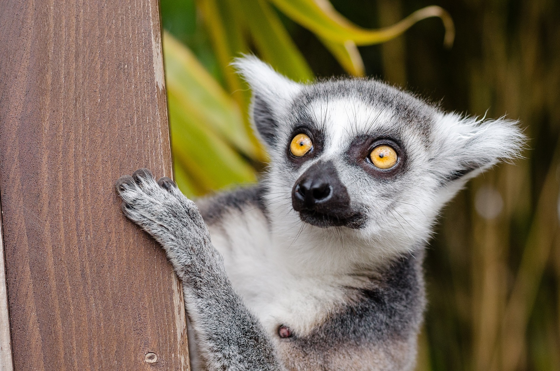 Destinazioni Africa Madagascar foto Lemure
