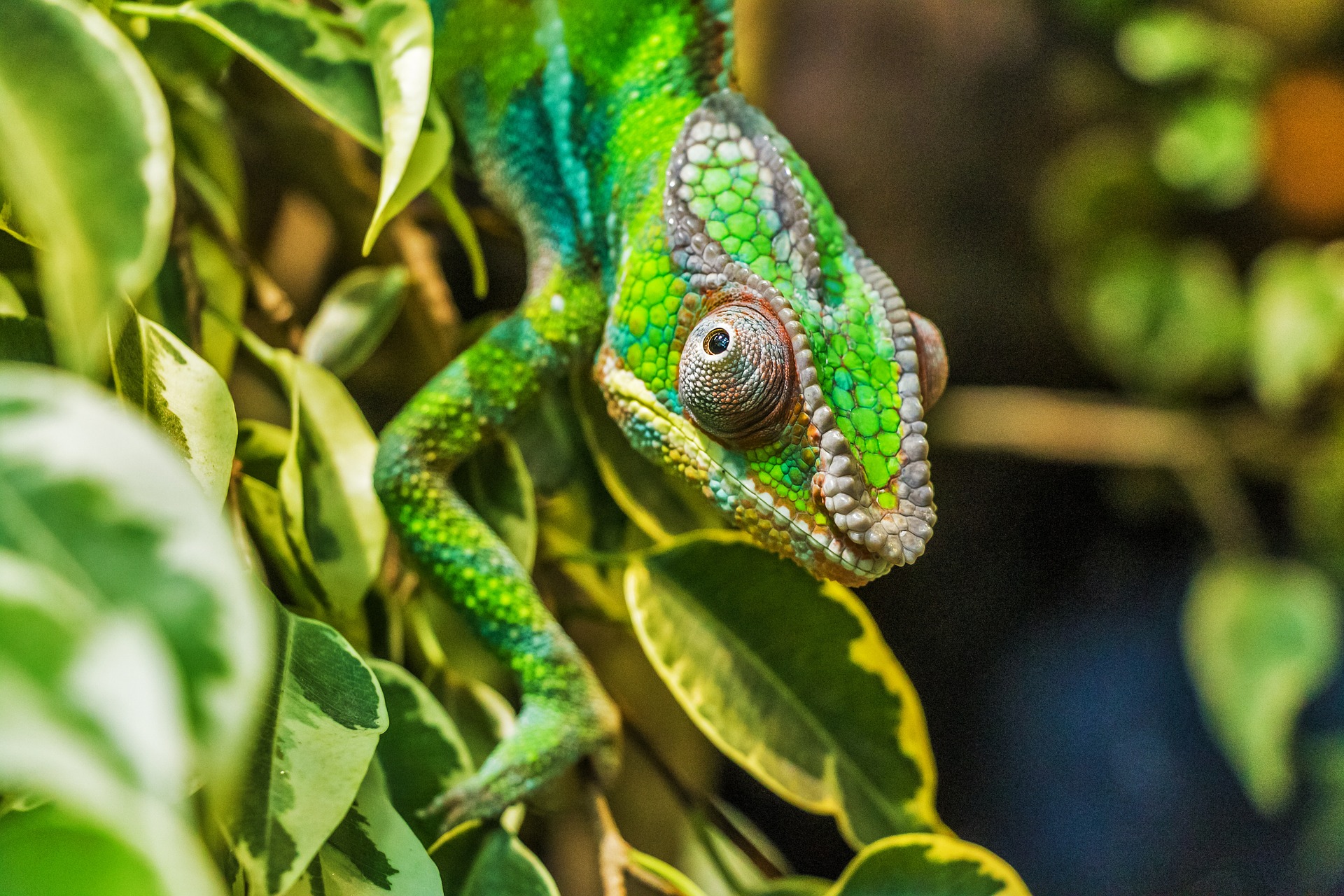 viaggio in Madagascar foto di un camaleonte