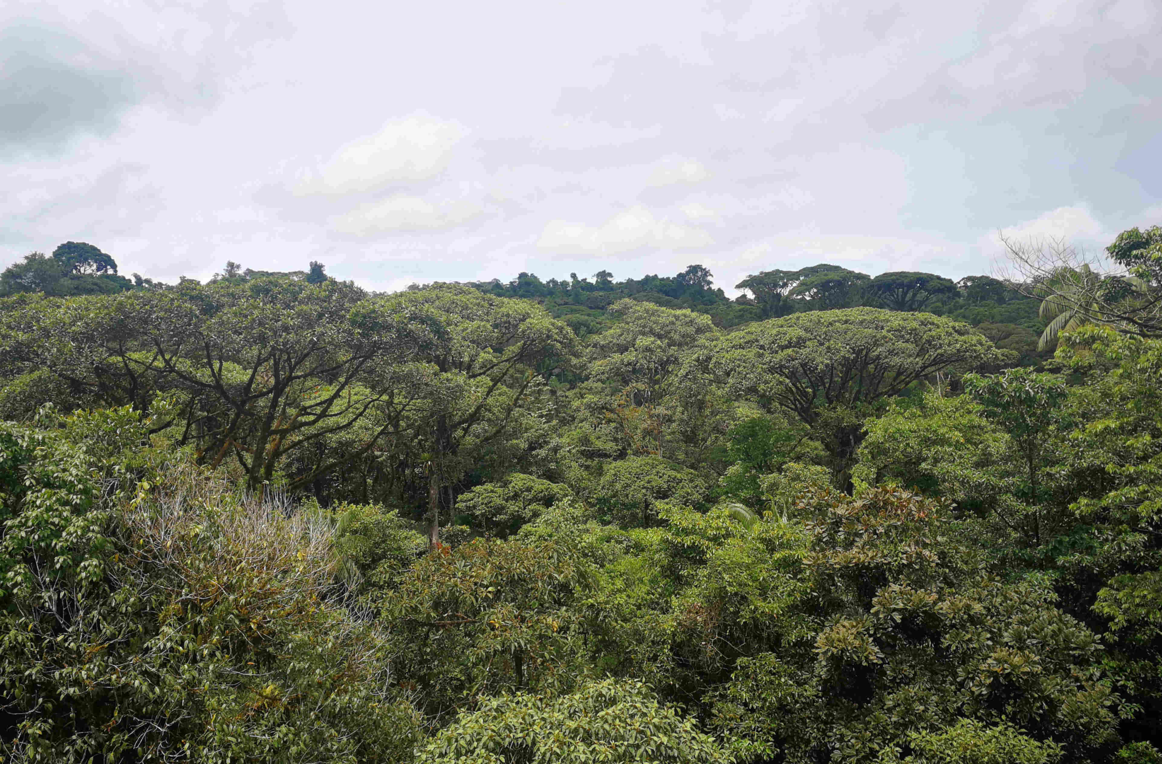 Costa Rica Parco Braulo Carrilio Foresta neblina Aerial tram Pura Vida Tour ed esperienze su misura
