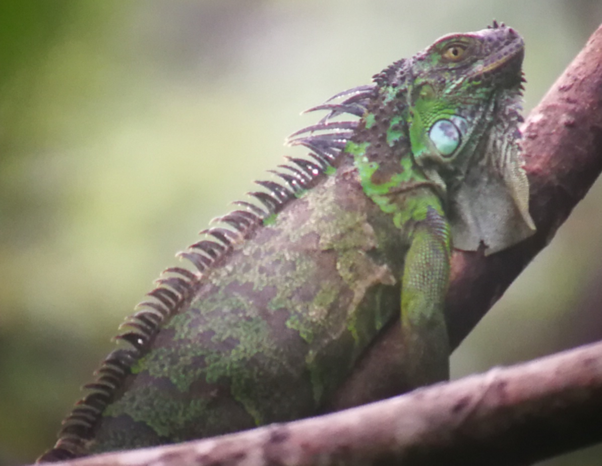 Selva Osservazione fauna Iguana fotografia durante tour personalizzato