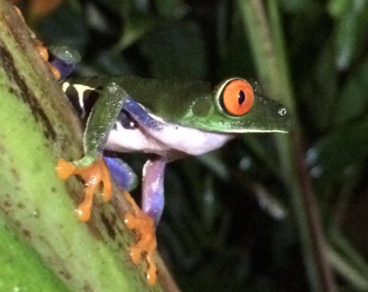 Costa Rica osservazione fauna nella selva Sarapiqui foto di una rana durante escursione
