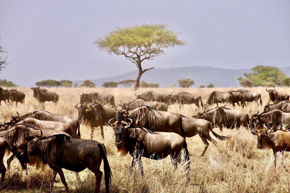 safari per osservare la Grande Migrazione del Masai Mara in tanzania