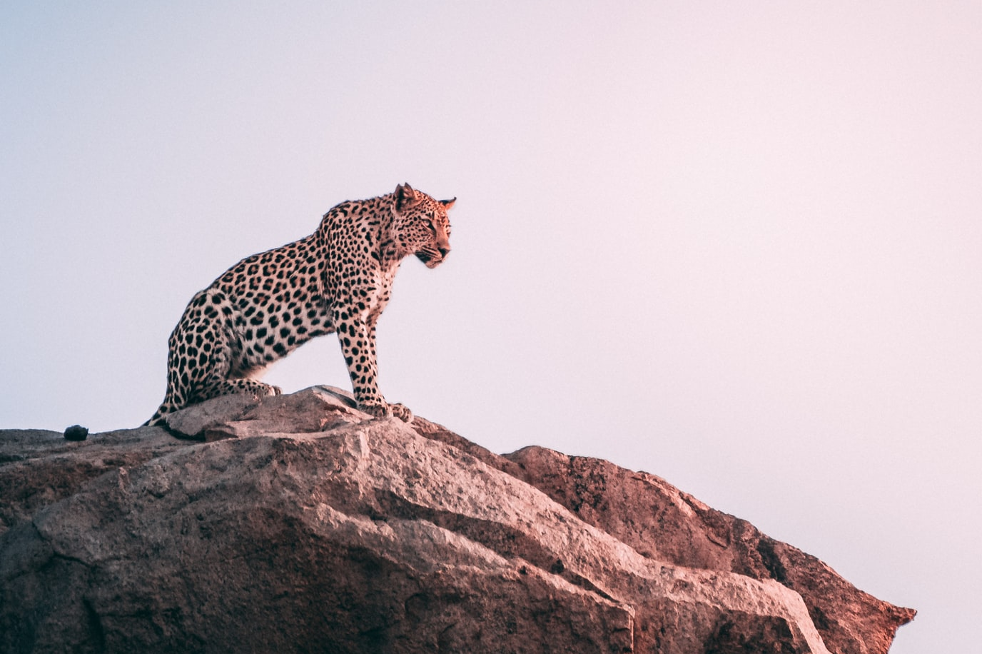 vacanze in Brasile Viaggio su misura foto di un giaguaro