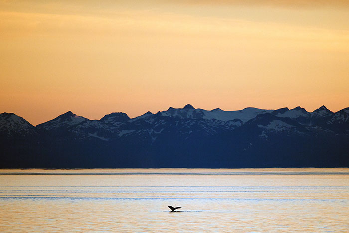 Andare in crociera in Alaska e visitare Frederick Sound vedendo le balene in mare