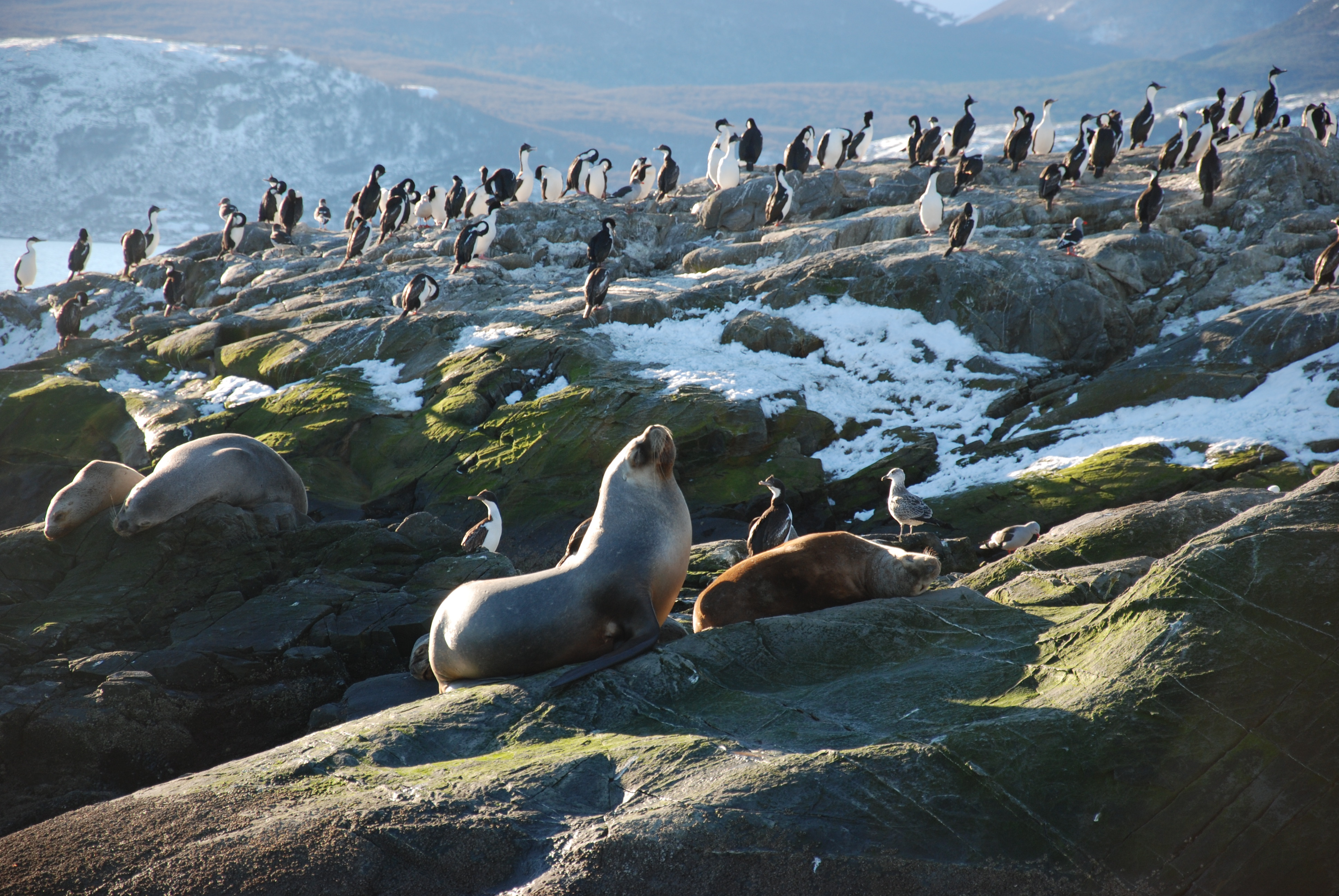 Viaggiare in Argentina con tappa a Ushuaia ed esperienza di navigazione del Canale di Beagle per avvistare Pinguini e Leoni Marini con Davide Guglielmi
