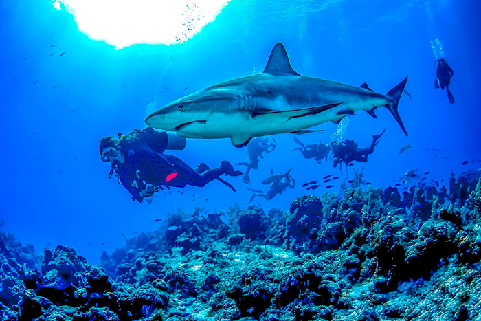 Turks & Caicos barriera corallina diving con squalo