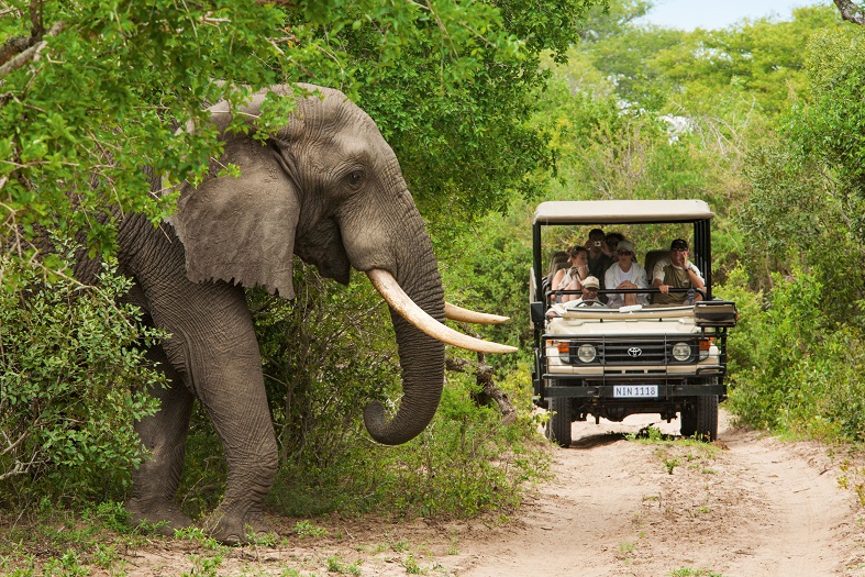 animal big five elefante Safari in Sudafrica in jeep con guida esperta