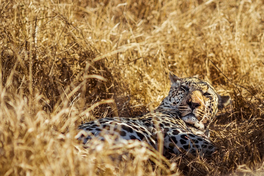 safari con avvistamento leopardo al Cheeta Game Drive Park splendida Riserva naturale in Sud Africa