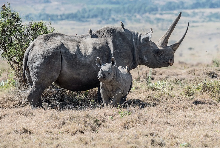 rinoceronte nero della tanzania