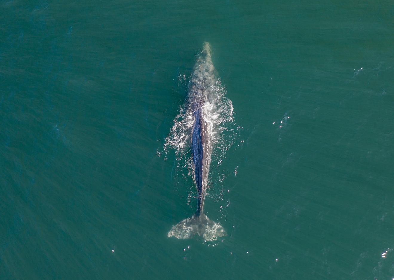 avvistamento balene baja california escursioni e whale watching foto dan meyers