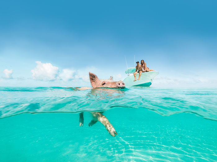 Bahamas Pig Island maialino rosa nuotando in mare