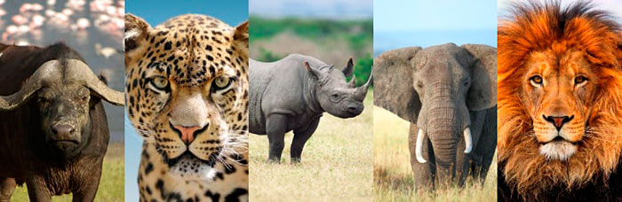 big five i cinque grandi mammiferi d'Africa in Tanzania
