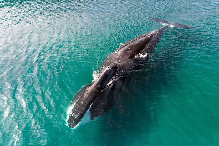 Big 5 Balena Groenlandia