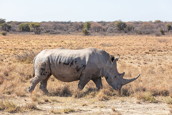 Big 5 Rinoceronte Bianco