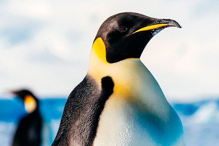 Colonia di pinguini imperatore avvistati durante crociera in Antartide. Primopiano di un pinguino