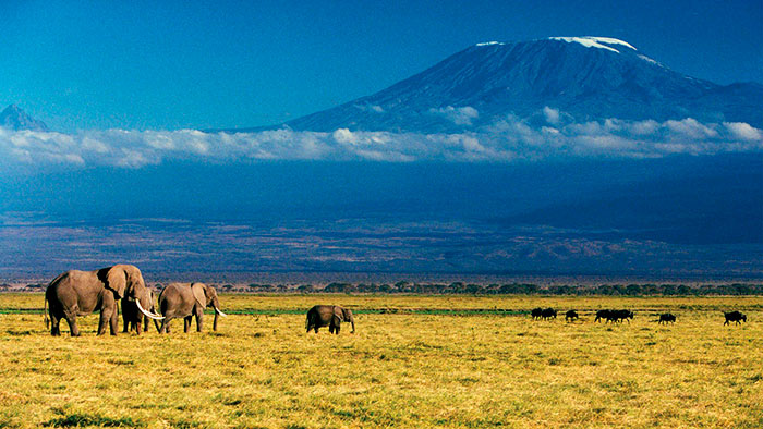 elefanti nel Parco Kilimangiaro safari in jeep