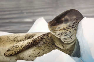 Fauna Antartide crociera fotografica foto di David Merroun