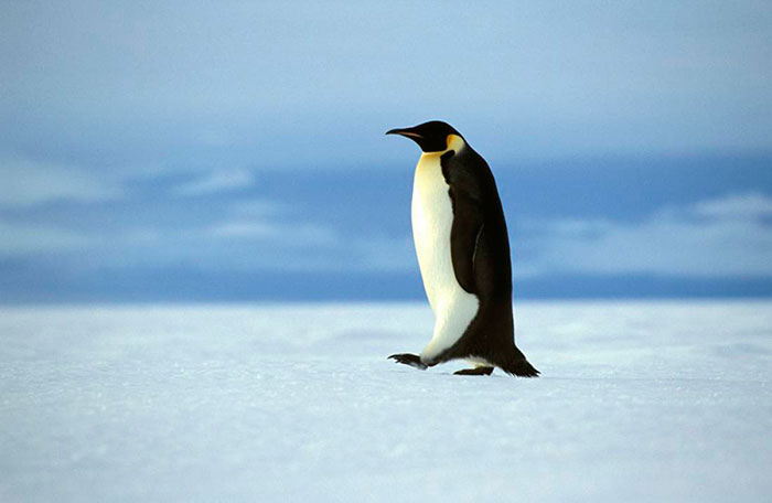 Foto di un pinguino imperatore che cammina scattata in Antartide durante crociera