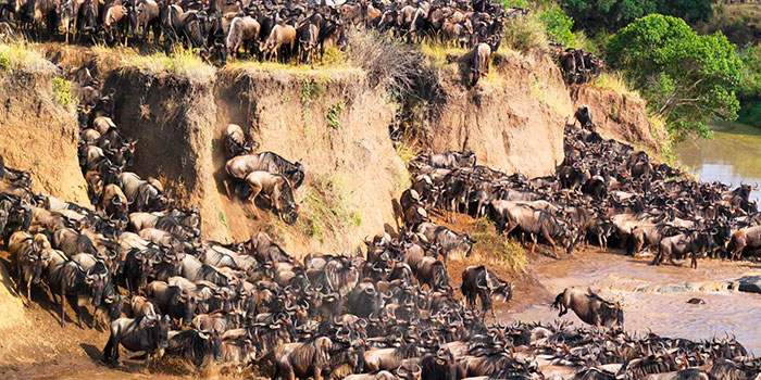 la grande migrazione degli gnu attraverso il Serengeti National Park in Tanzania
