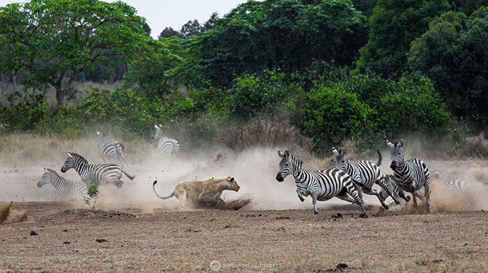 Grande Migrazione del Masai Mara in Tanzania foto con leone che insegue le zebre