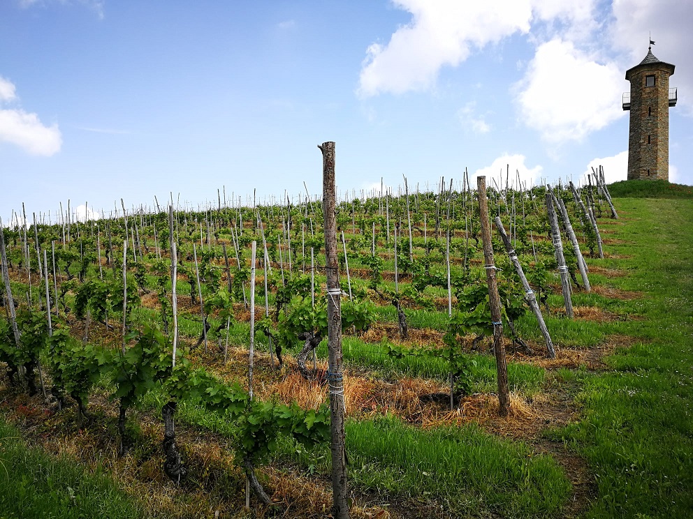 visitare il monferrato nel Piemonte delle dolci colline coltivate a uva per delle degustazioni personalizzate e gourmet