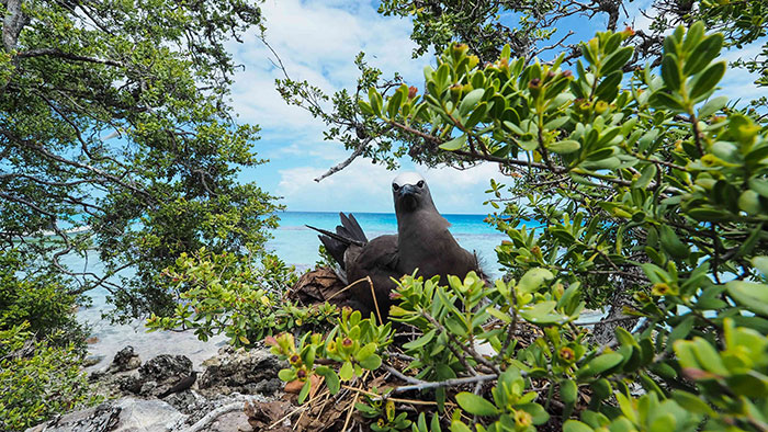Isola di Tikehau  foto della spiaggia di un isolotto dove nidificano gli uccelli
