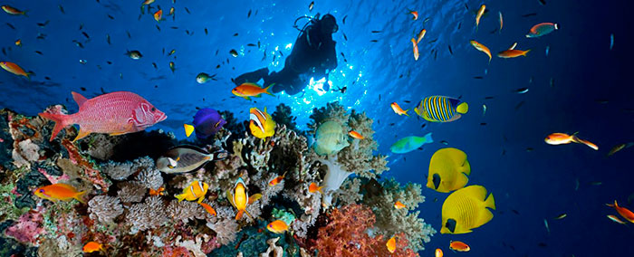 isole Cayman immersioni subacquee barriera corallina e pesci colorati