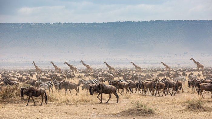 la Grande Migrazione nel Masai Mara fra Tanzania e Kenya con milioni di animali in movimento