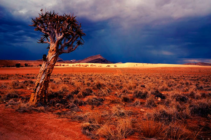 tipico paesaggio savana africana dove vivono i big 5 del clima caldo