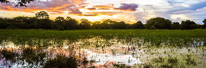Pantanal Brasile Mato Grosso itinerario combinato con amazzonia