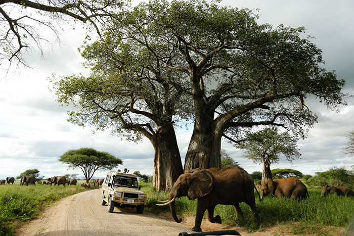 safari in jeep nel parco nazionale Tarangire tra elefanti e baobab