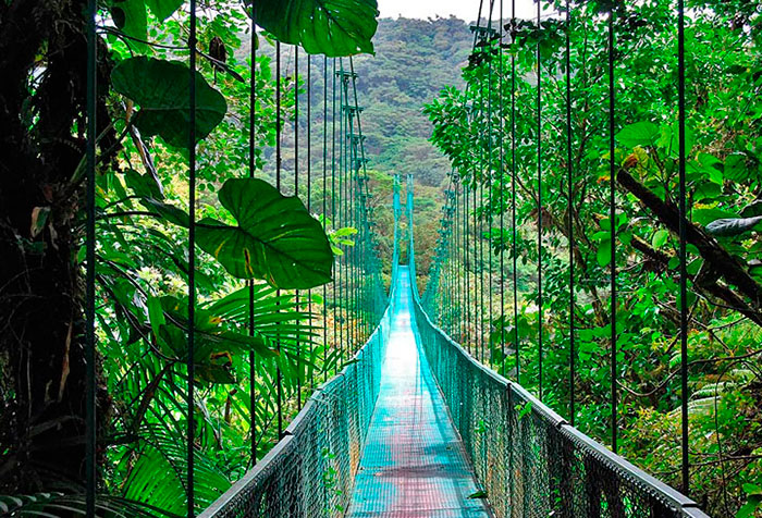 Ponte sospeso di dosel nella foresta amazzonica vicino Puerto Maldonado Madre de Dios