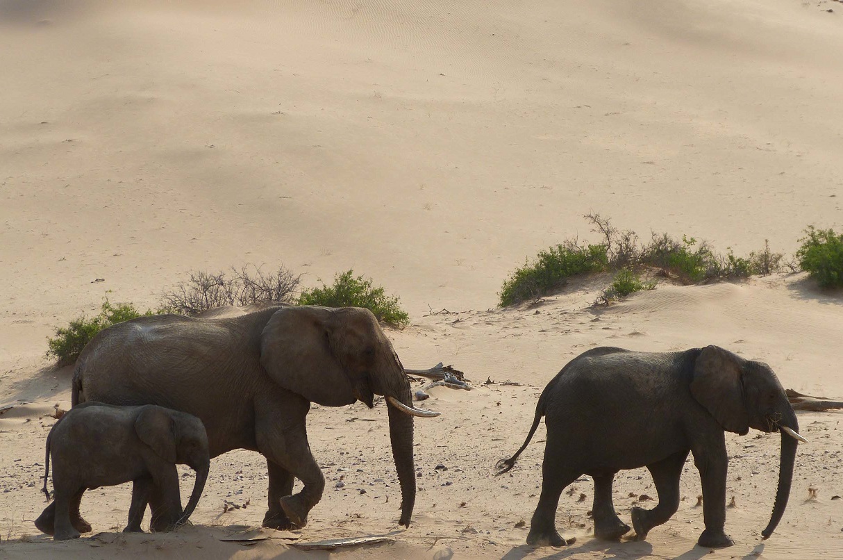 safari nel huab desert per vedere gli elefanti