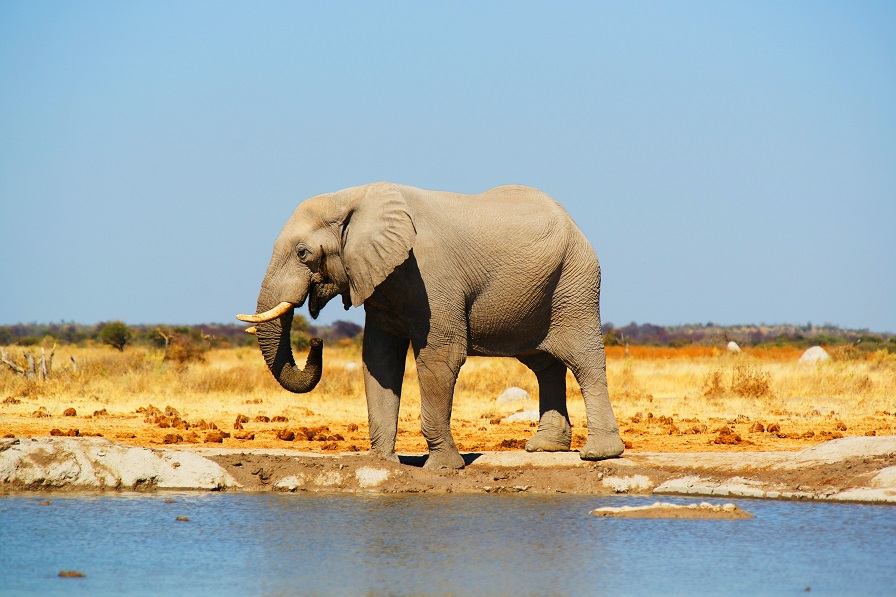 safari privato nel deserto del Kalahari in Botswana con osservazione elefanti