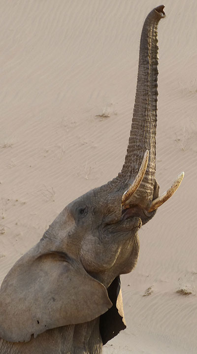 tour namibia con safari nel deserto di huab ammirando elefante nella natura