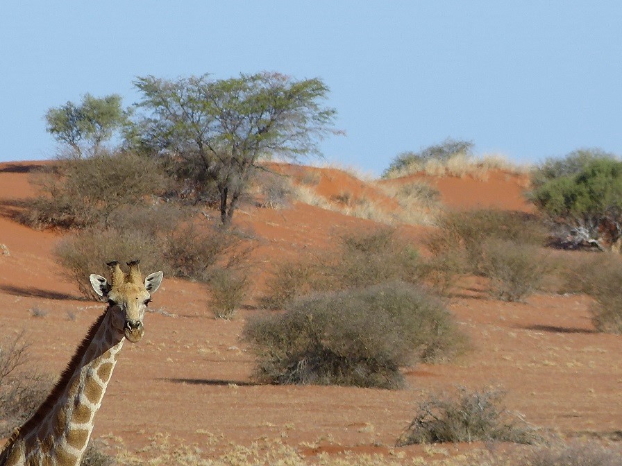 tour safari via terra nel deserto del kalahari con avvistamento giraffa